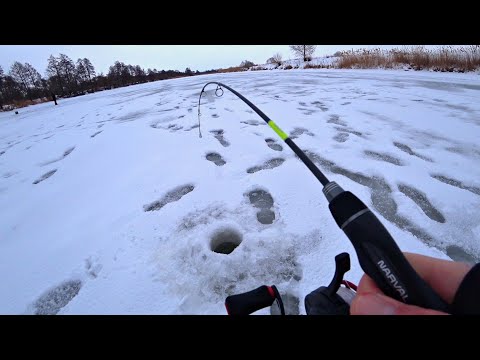 Видео: Опустил БАЛАНСИР в ЯМУ и ОНА ЗАГНУЛА УДОЧКУ! Ловля щуки на балансир в январе 2022.