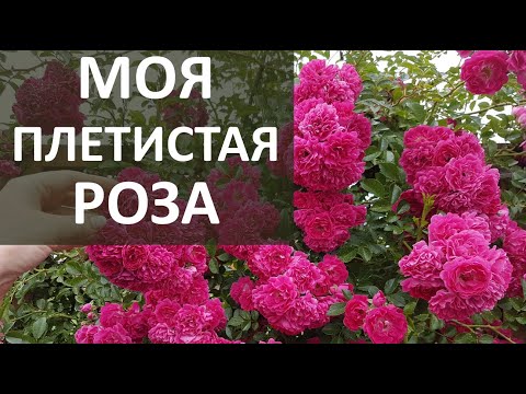 Видео: МОЯ любимая ПЛЕТИСТАЯ РОЗА