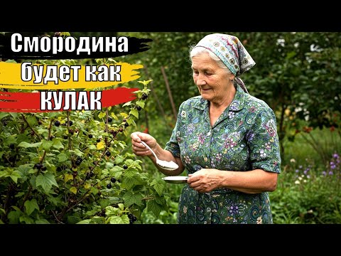 Видео: Насыпаю под кусты смородины ЭТО осенью В следующем году ягода с кулак