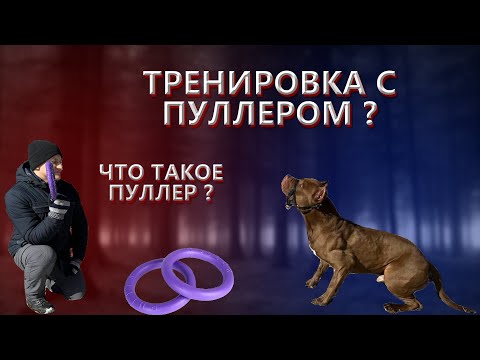 Видео: ДОГ ПУЛЛЕР - ЧТО ЭТО ТАКОЕ?