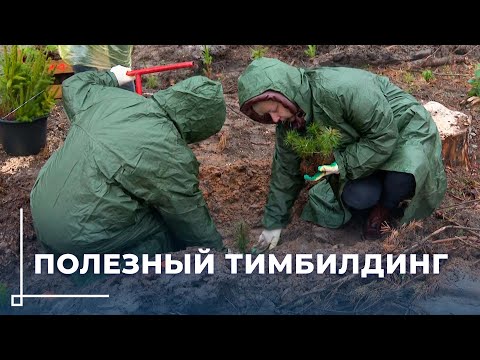 Видео: Вместе создаём будущее! / В Могилёвском районе прошли работы по восстановлению леса после урагана