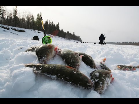 Видео: Приполярный Урал. Зимняя рыбалка на реке Ляпин.