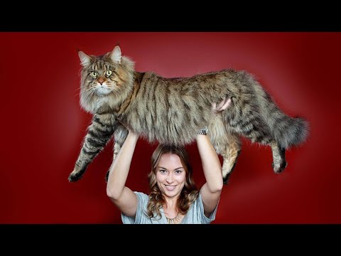 Видео: ТОП-10 самых больших пород кошек в мире