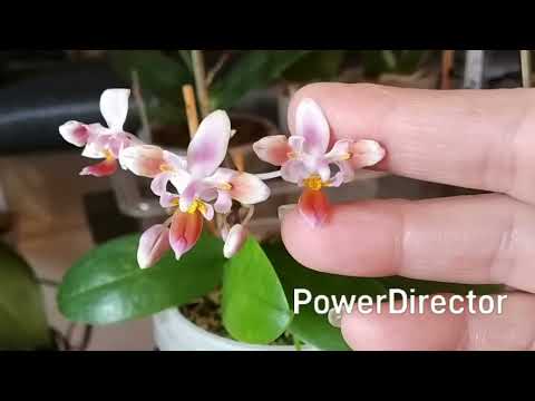 Видео: Цветение орхидей перед переездом. Весна.