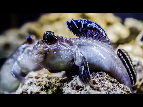 Видео: Все, что вы хотели знать об этих удивительных рыбах