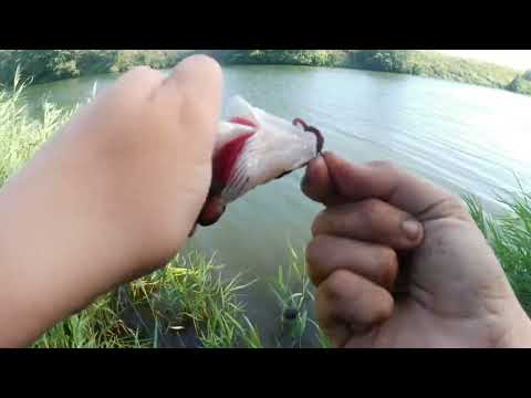 Видео: Пришёл половить Леща на фидер  и вот что из этого вышло.