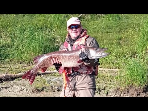 Видео: Рыбалка на р.Ляпин. Август 2022 г.