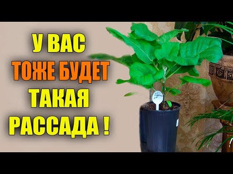 Видео: ИДЕАЛЬНАЯ РАССАДА БАКЛАЖАНОВ! ВЫ ДОЛЖНЫ ЭТО ЗНАТЬ!