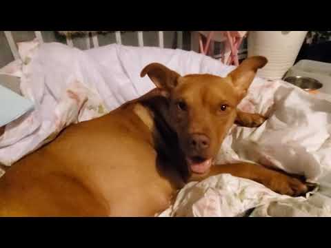 Видео: Щенки питбуля/ Собака питбуль / роды в домашних условиях / 9 щенков!