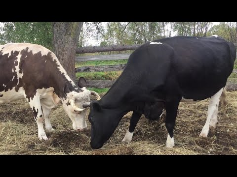 Видео: Сколько раз в сутки доить корову, 2 или 3 ? Интересный вопрос..