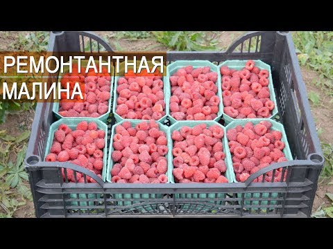 Видео: Ремонтантная малина. Бизнес. Ягодная ферма Kotkov s Farm