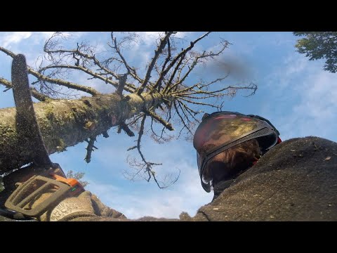 Видео: Лазание по мертвым деревьям