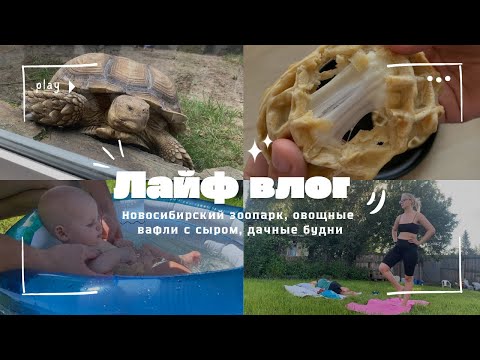 Видео: ЛАЙФ ВЛОГ: посетили Новосибирский зоопарк, овощные вафли с сыром, дачные будни