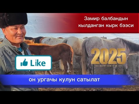 Видео: Замир балбандын кылданган кырк бээсинен он ургачы кулуну сатылат