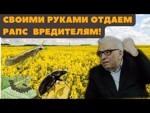 Видео: ВЫРАЩИВАНИЕ ЯРОВОГО РАПСА | ЭТА ТЕХНОЛОГИЯ СЭКОНОМИТ ВАМ ДЕНЬГИ