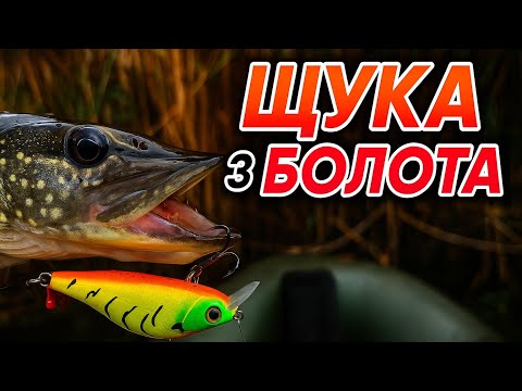 Видео: ✅Пошук щуки в болотах ✅ рибалка на щуку осінній твічінг 
