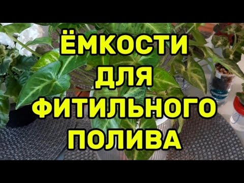 Видео: Ёмкости для фитильного полива #фиалки
