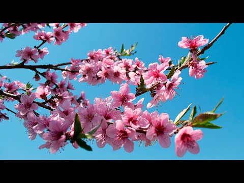 Видео: Персики в контейнерах ( Часть 1 ) 4К