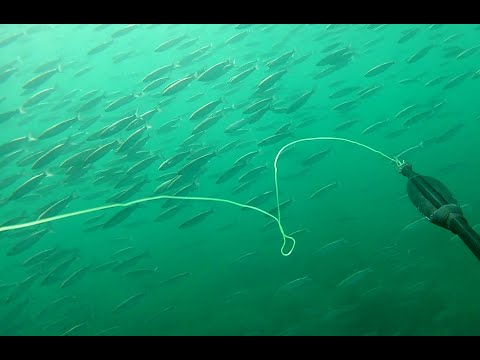 Видео: Подводная охота в Черном море 2023. Октябрь. Осенний ход. Часть №5