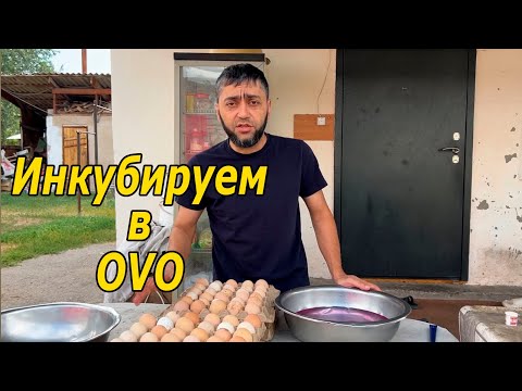 Видео: Инкубирую в Инкубаторе OVO