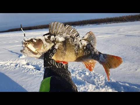 Видео: ГИГАНТЫ ПЕРВОГО ЛЬДА. НАЛИМЫ НА СКОВОРОДЕ, ЩУКИ НА БАЛАНСИР. ЯКУТИЯ 2021 2022