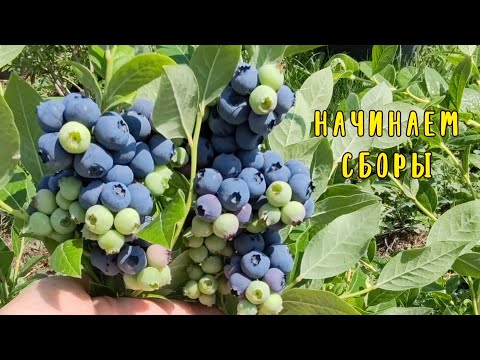 Видео: Первый сбор голубики🫐17.06.24. Ставрополь.