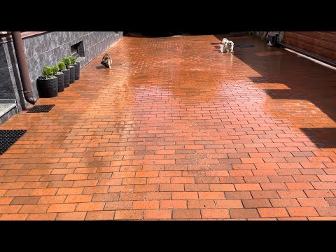 Видео: КАК МЫ УХАЖИВАЕМ ЗА БРУСЧАТКОЙ? ПОМОЩНИКИ В УХОДЕ ЗА ДВОРОМ.