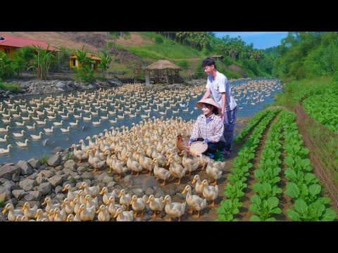 Видео: 15-дневные утята растут БЫСТРО! 🌱 Жизнь без электросети, органический сад и развлечения с животными
