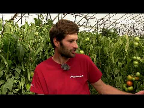 Видео: ПРИСАЖДАНЕ НА ДОМАТИ ВЪРХУ ХИБРИДНИ ПОДЛОЖКИ