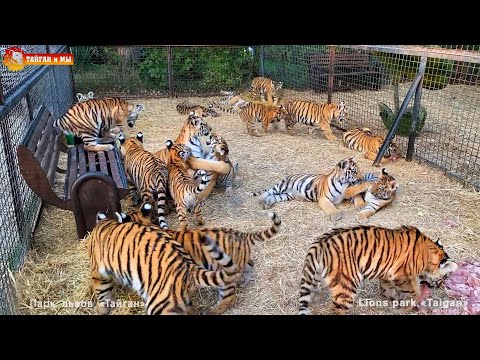 Видео: ТАКОГО ТИГРИНОГО детского сада вы еще НЕ ВИДЕЛИ! Тигрята играют, даже кушать не хотят! Неизданное.