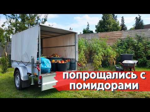Видео: Пришлось убрать все кусты томатов | КУПИЛ ДАЧУ В ГЕРМАНИИ #43