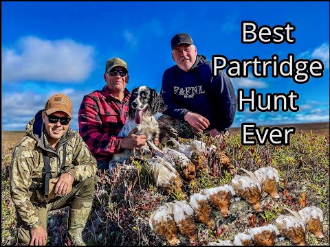 Видео: Удалённая охота на куропаток — Ньюфаундленд (большая численность птиц)