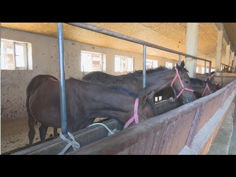 Видео: "Рассвет" колхозунун бүгүнкү күндөгү абалы | Агро Чарба