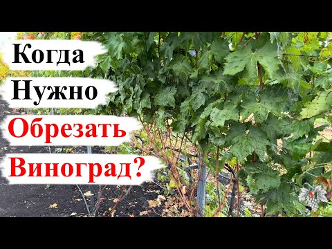 Видео: Когда НУЖНО ОБРЕЗАТЬ Виноград?