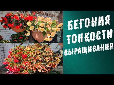 Видео: БЕГОНИЯ. СОРТА И ТОНКОСТИ ВЫРАЩИВАНИЯ.