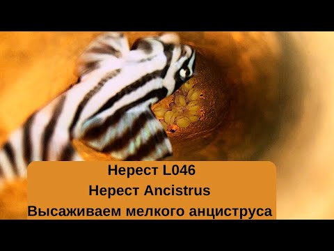 Видео: Нерест L046. Нерест Ancistrus. Высаживаем мелкого анциструса.