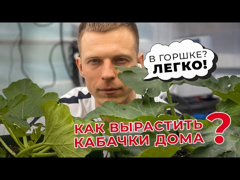 Видео: Как вырастить кабачки дома в горшке