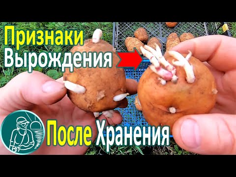 Видео: 🥔 Какую картошку лучше не сажать 🌱 Выбраковка семенного картофеля после хранения и проращивания