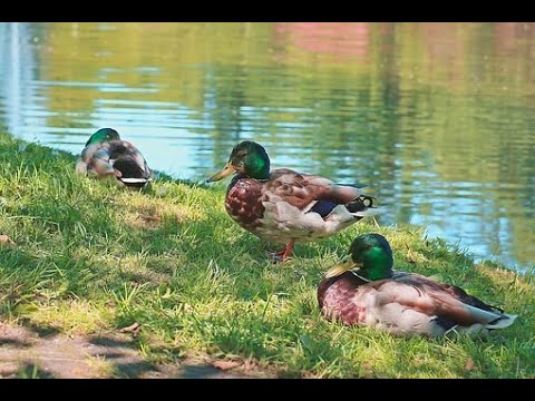 Видео: Охота на Утку с подхода 5 2020г