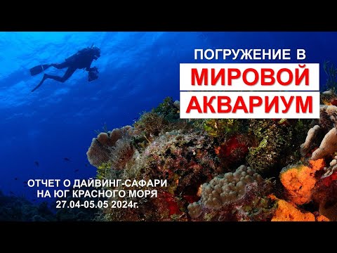 Видео: [ПОНЕДЕЛЬНИК, 13.05.24 , 20-00 мск] Египет: Приключения дайверов в мировом аквариуме.