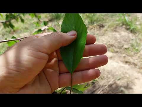 Видео: ЖАПЫРАҚ / ЖАПЫРАҚТЫҢ ҚҰРЫЛЫСЫ / ЖАПЫРАҚТЫҢ ҚЫЗМЕТІ / ЖАПЫРАҚ ТҮРЛЕРІ \ БИОЛОГИЯ ҰБТ