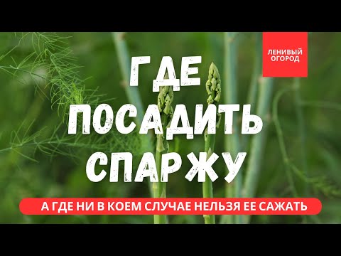 Видео: Спаржа место для посадки | Посадка спаржи в открытый грунт | Спаржа посадить на даче