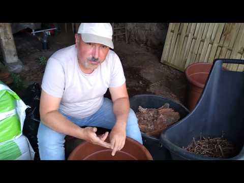 Видео: Засаждане на Американска Синя Боровинка в кашпи /Transplanting American Highbush Blueberries in pots