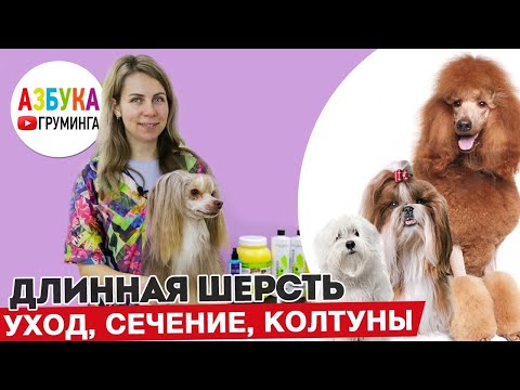 Видео: Груминг КХС пуховки, длинная шерсть - уход и восстановление