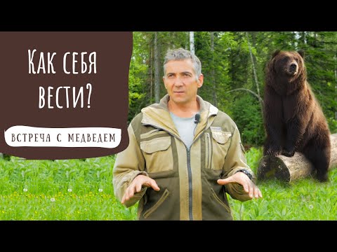 Видео: Что делать при встрече с медведем? Как себя вести в лесу.