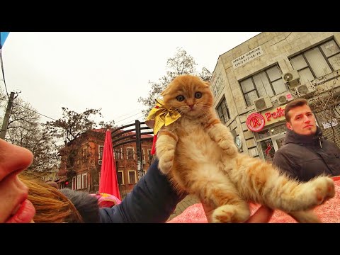 Видео: КОШАЧИЙ РЫНОК!!! ВЫБИРАЕМ КОШКУ // ЛУЧШИЕ ПОРОДЫ КОТОВ И КОШЕК // СОБАЧИЙ РЫНОК.