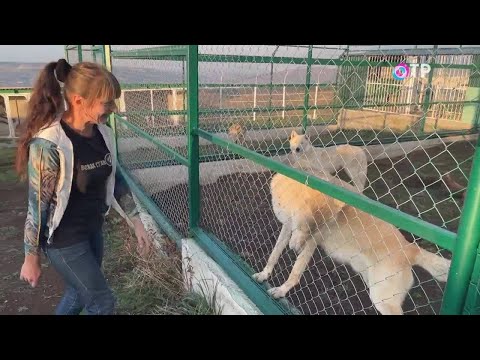 Видео: Народ Карчи: дань традиции