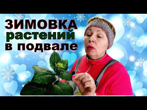 Видео: ПРЕТЕНЗИИ по зимовке растений не принимаю! Соблюдайте условия. Когда будем доставать?