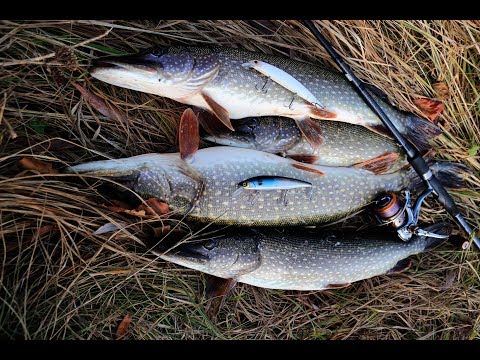 Видео: 130-е воблеры: особенности осенней проводки на щуку