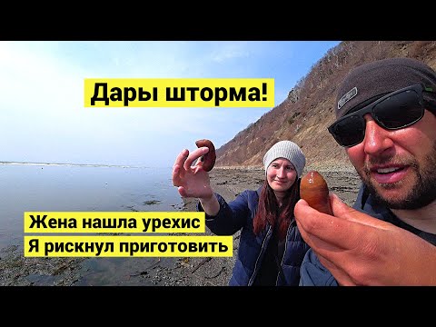 Видео: Дары шторма! Впервые попробовал урехис! // Tried urehis for the first time! (Eng Subs)